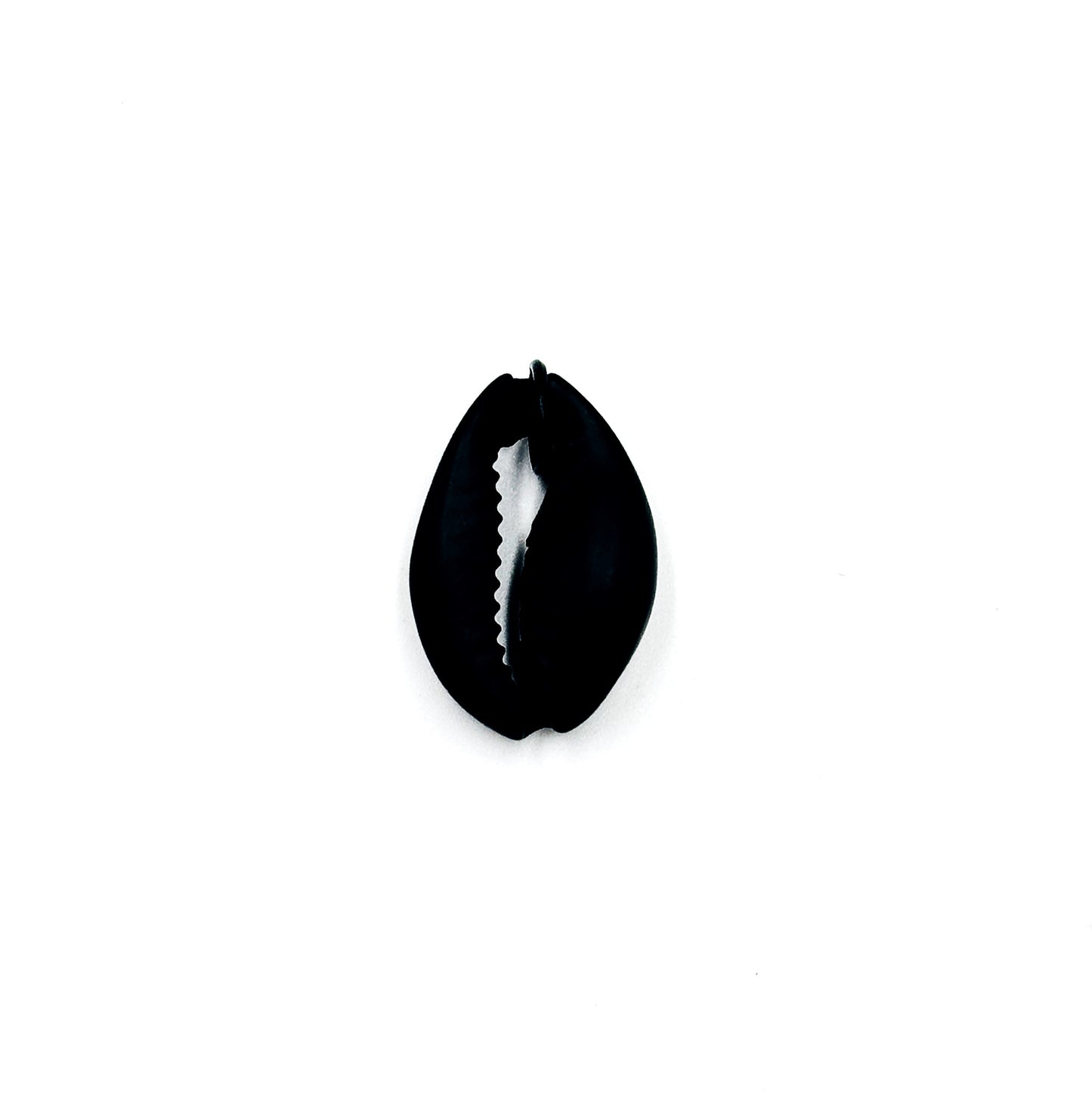 Black Plated Cowrie Shell